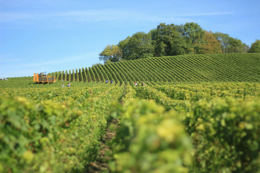 Kentucky: Wineries in the Bluegrass (Lexington Area) digital guide